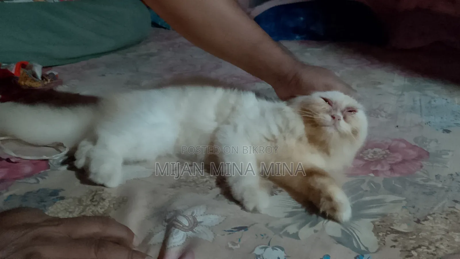 1-3 Months Female Purebred Persian