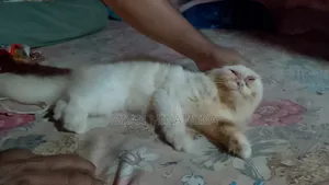 1-3 Months Female Purebred Persian