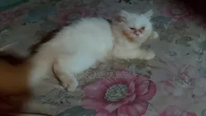 1-3 Months Female Purebred Persian