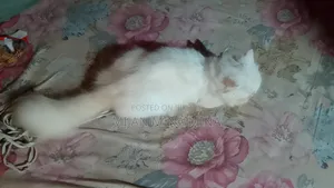 1-3 Months Female Purebred Persian