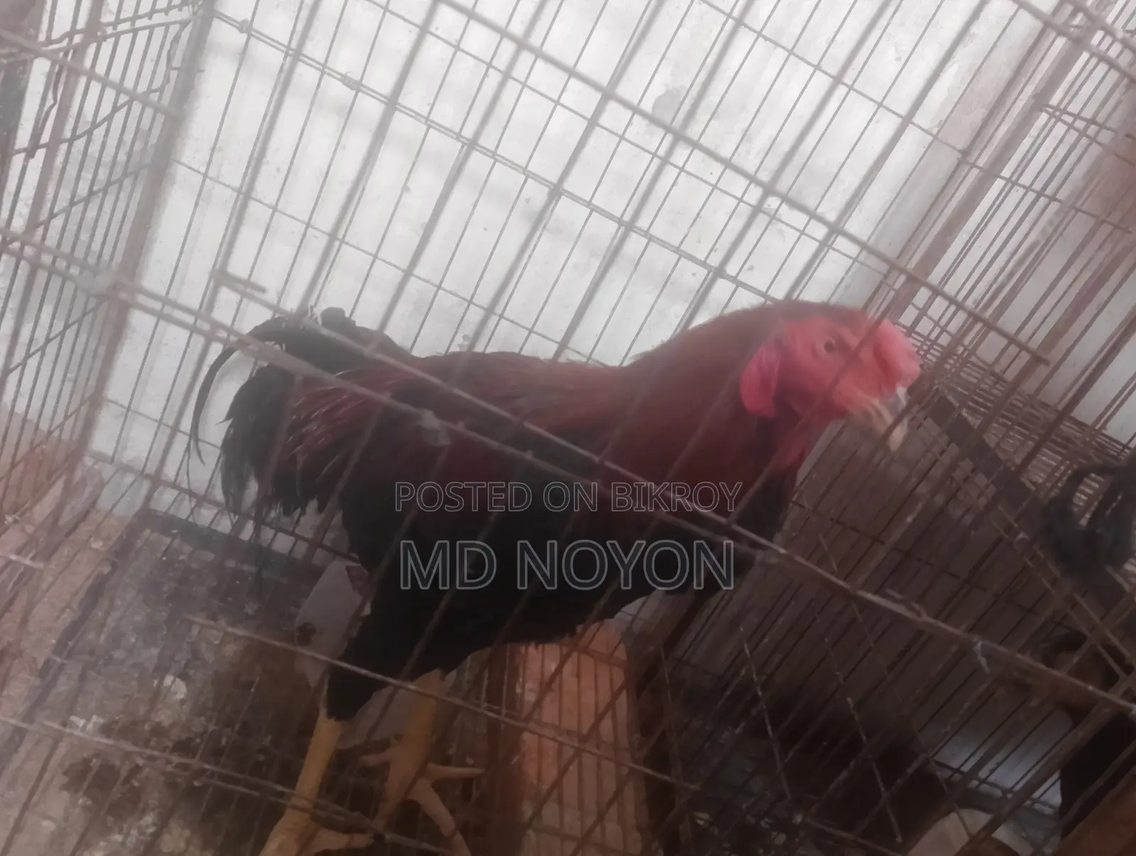 আসেল মোরগ বিক্রি