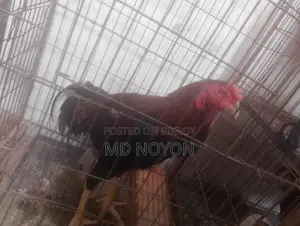 আসেল মোরগ বিক্রি