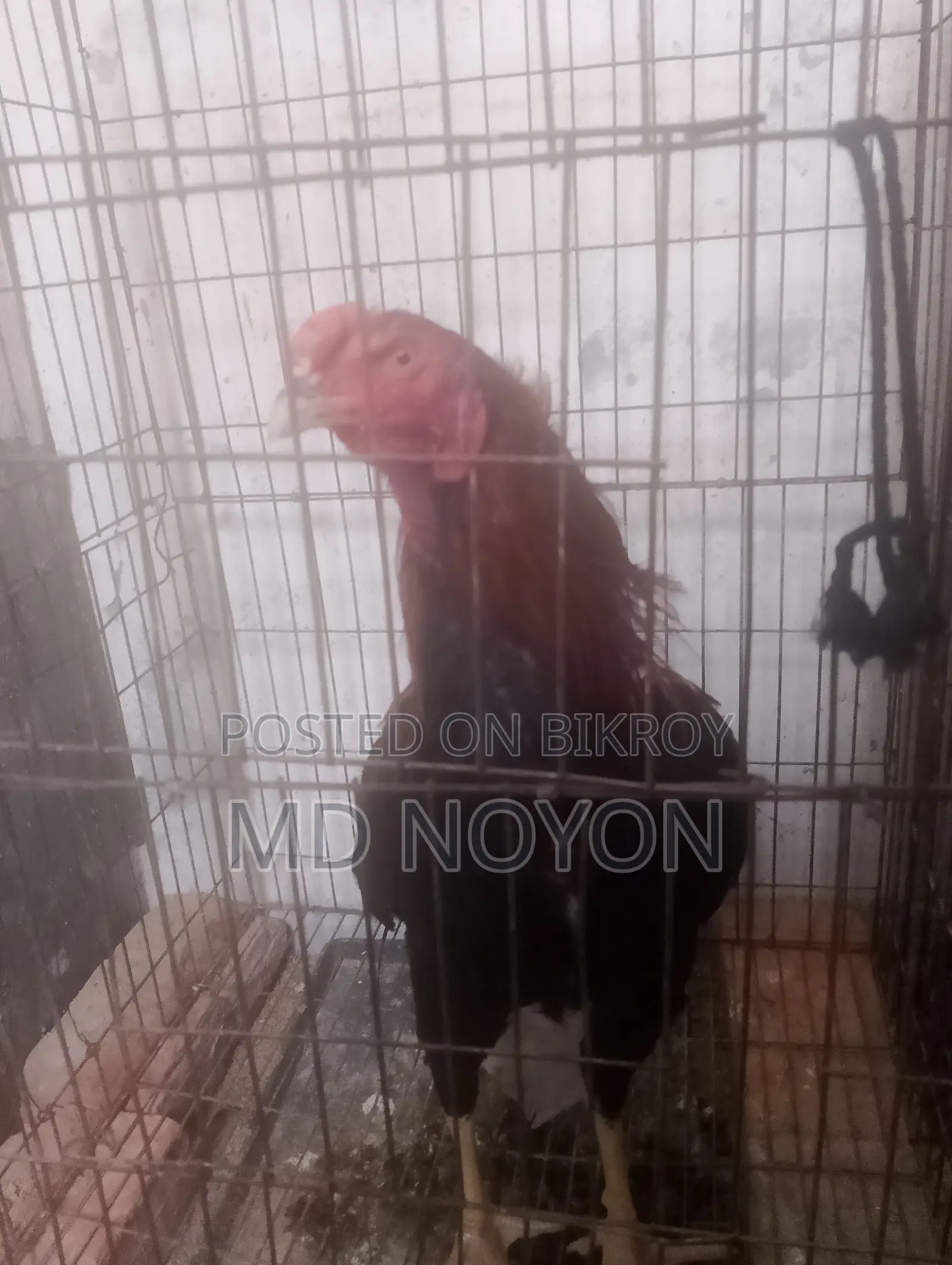 আসেল মোরগ বিক্রি