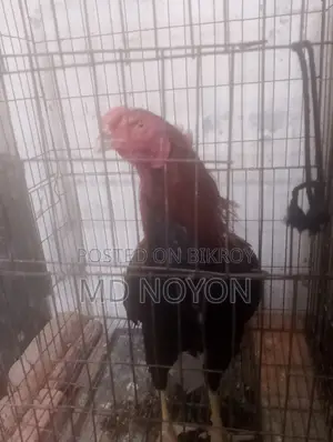 আসেল মোরগ বিক্রি