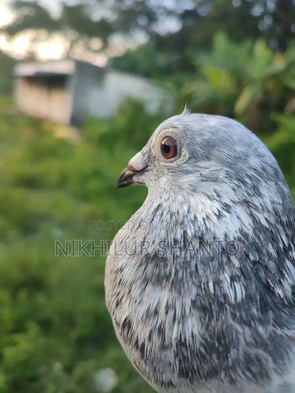 Afsan Grizel Dobaj Female Pigeon