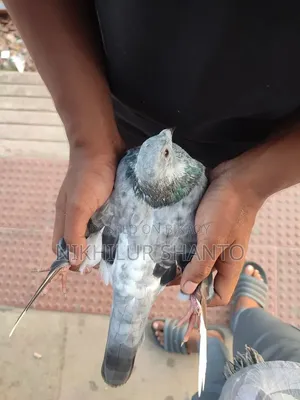 Afsan Grizel Dobaj Female Pigeon
