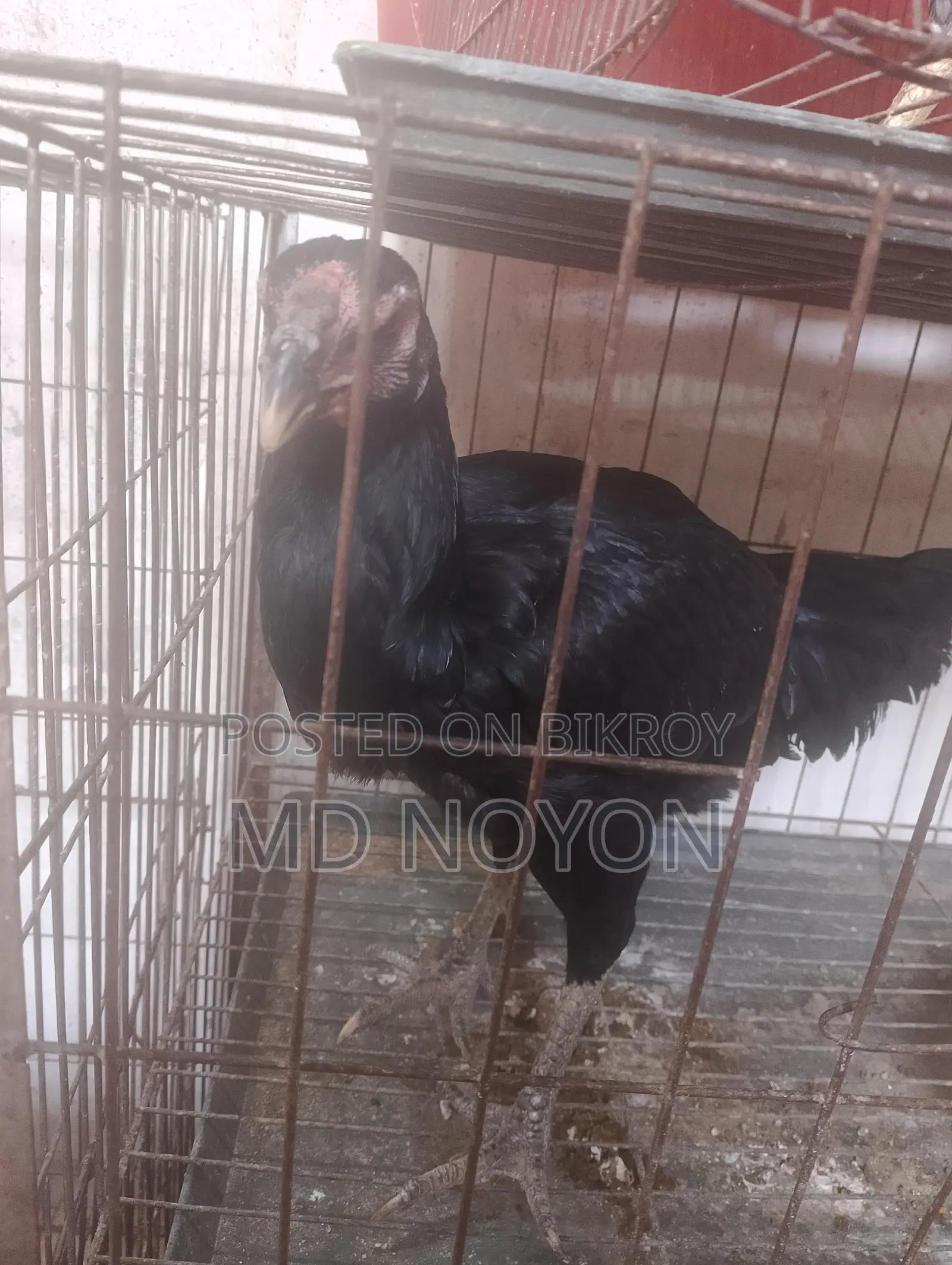 আসল মুরগি