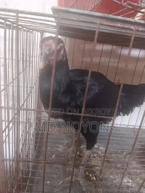 আসল মুরগি