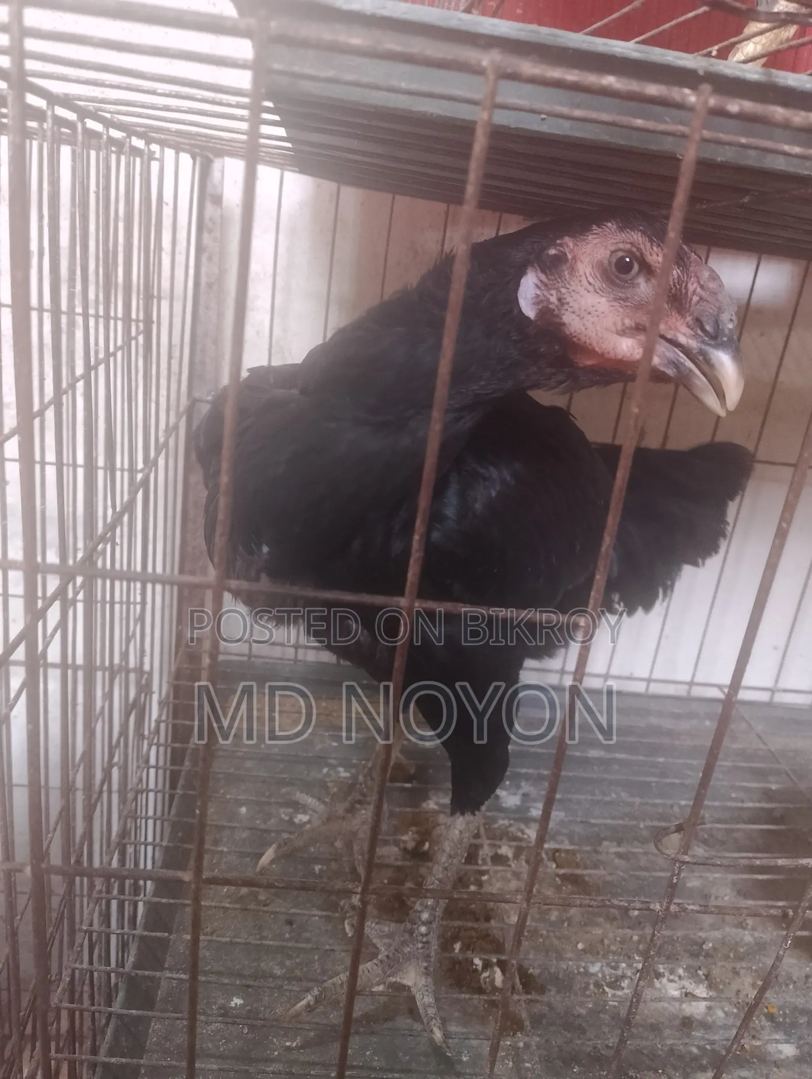 আসল মুরগি