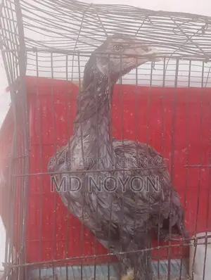 আসেল মোরগ
