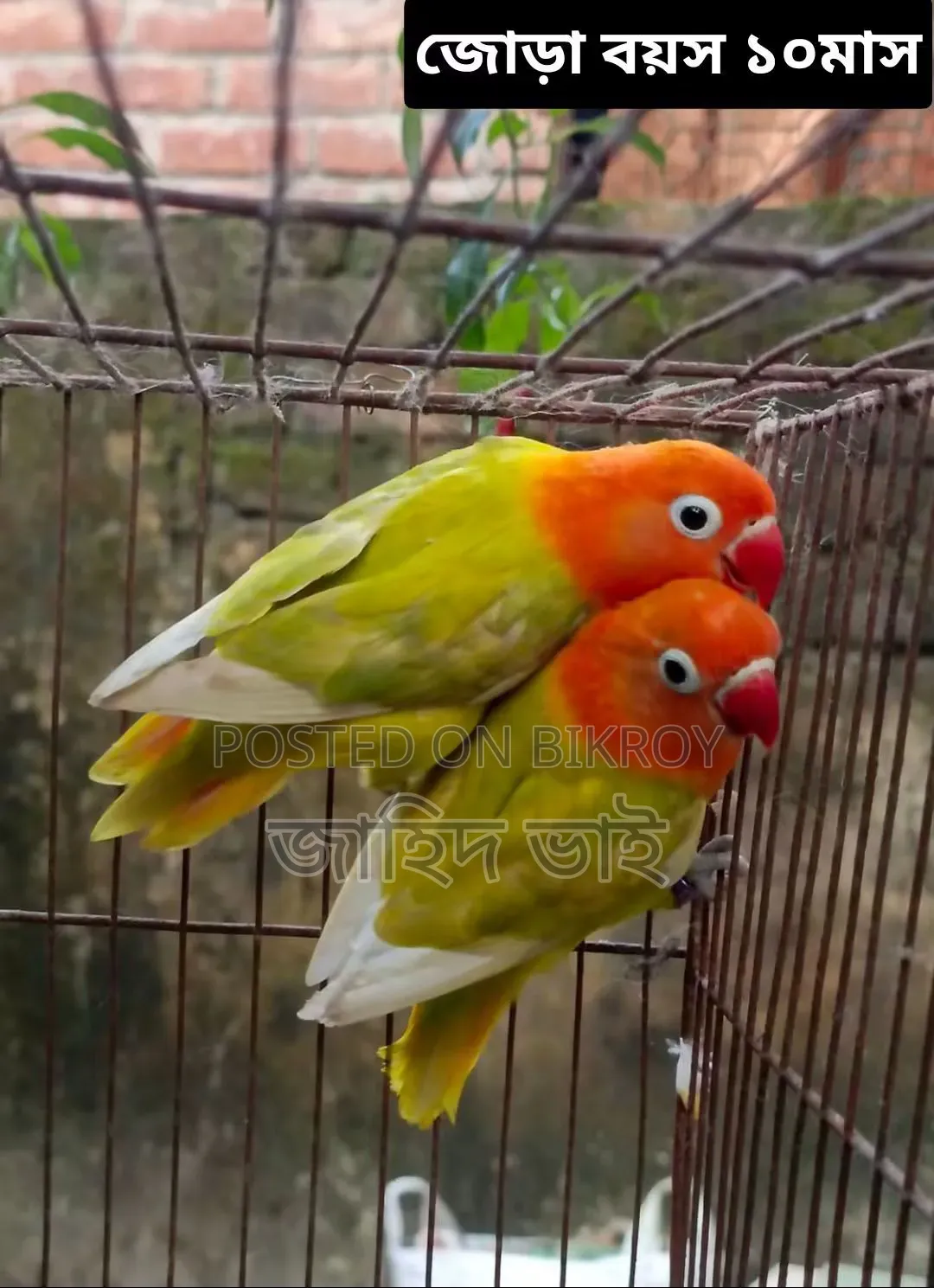 লাভ বার্ড পাখি জোড়া