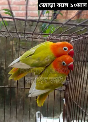 লাভ বার্ড পাখি জোড়া