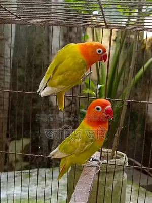 লাভ বার্ড পাখি জোড়া