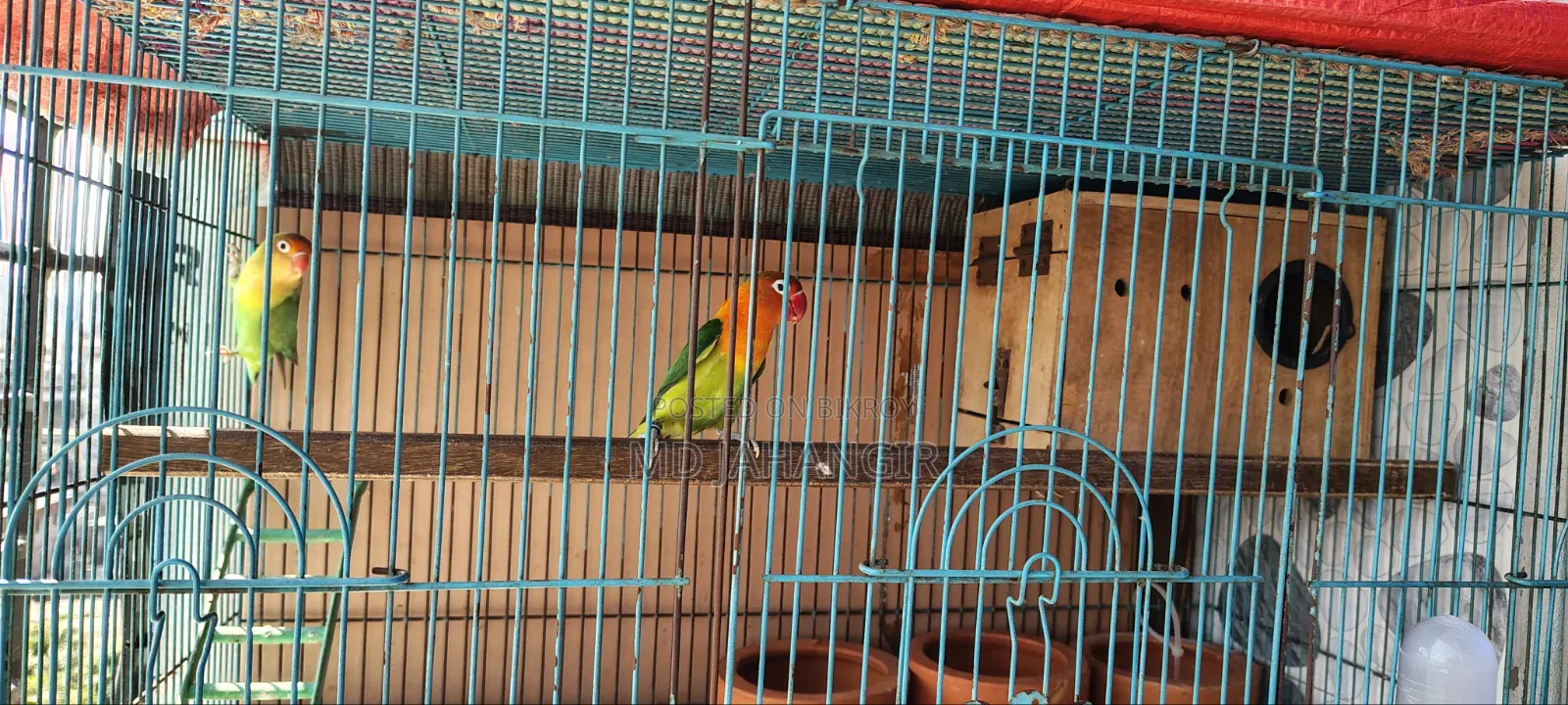 Master Pair Love Birds with Cage for Sale