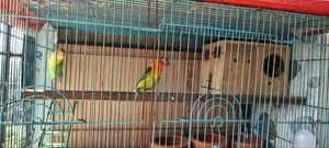 Master Pair Love Birds with Cage for Sale