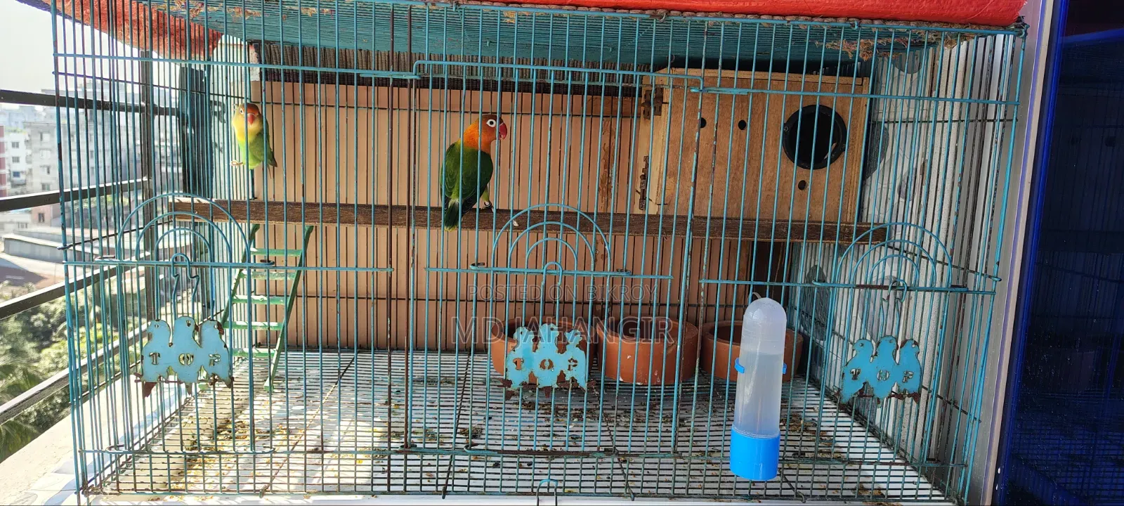 Master Pair Love Birds with Cage for Sale