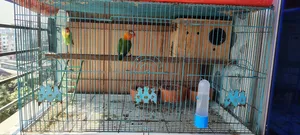 Master Pair Love Birds with Cage for Sale