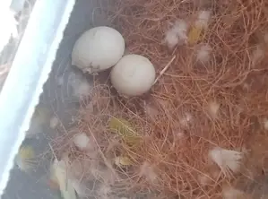 Lovebird with Eggs