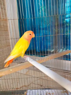 Lutino Opaline Male