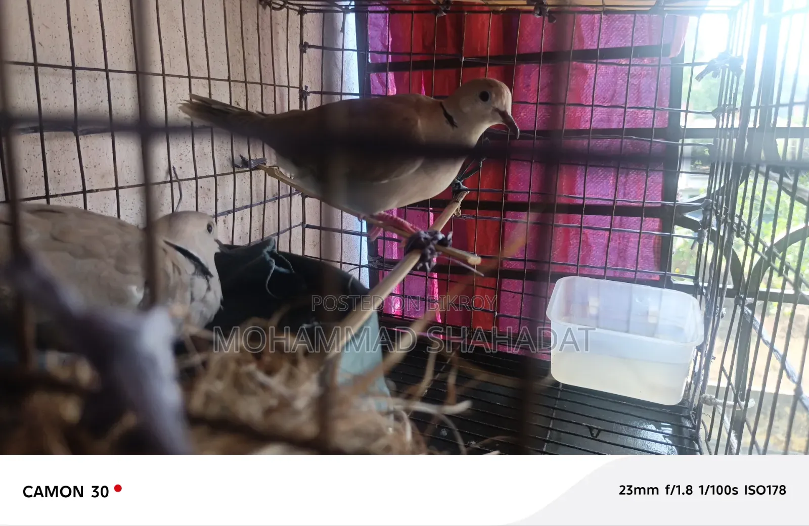 Australian Dove