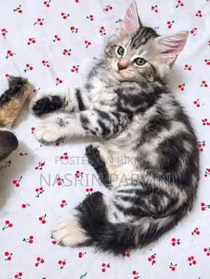 1-3 months Female Purebred Maine Coon