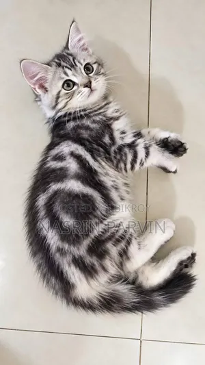1-3 months Female Purebred Maine Coon
