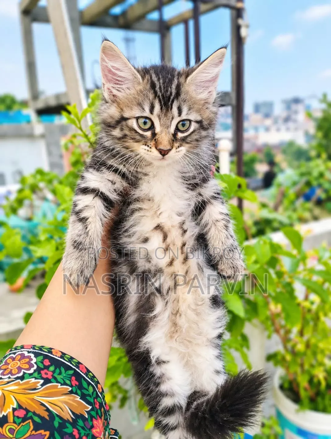 1-3 months Female Purebred Maine Coon