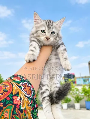 1-3 months Female Purebred Maine Coon