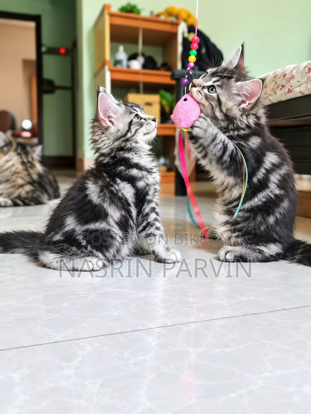 1-3 months Female Purebred Maine Coon
