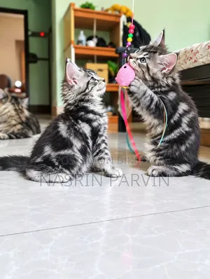 1-3 months Female Purebred Maine Coon