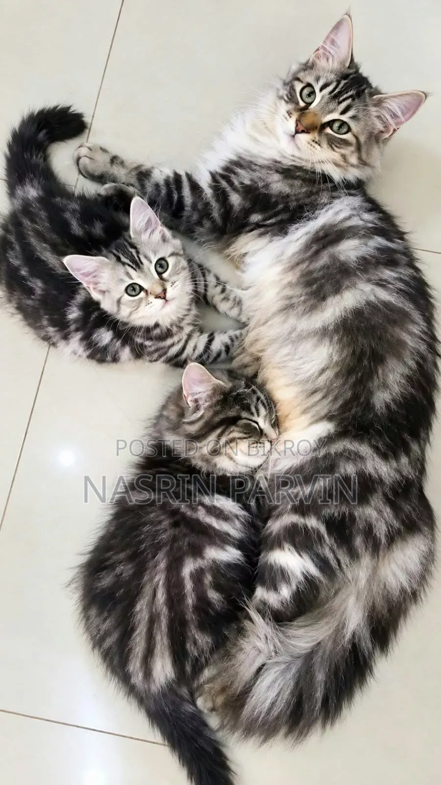 1-3 months Female Purebred Maine Coon