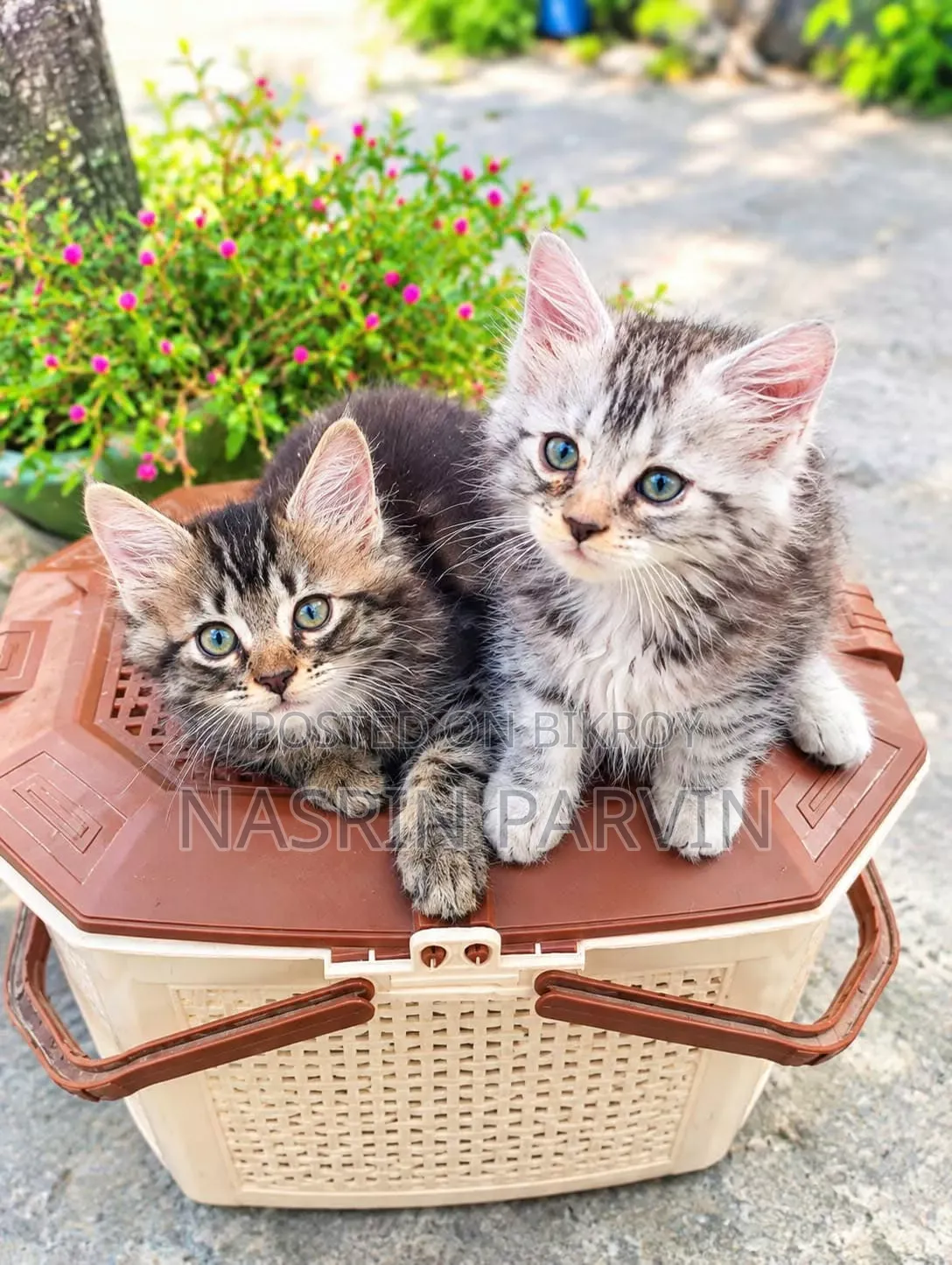 1-3 months Female Purebred Maine Coon