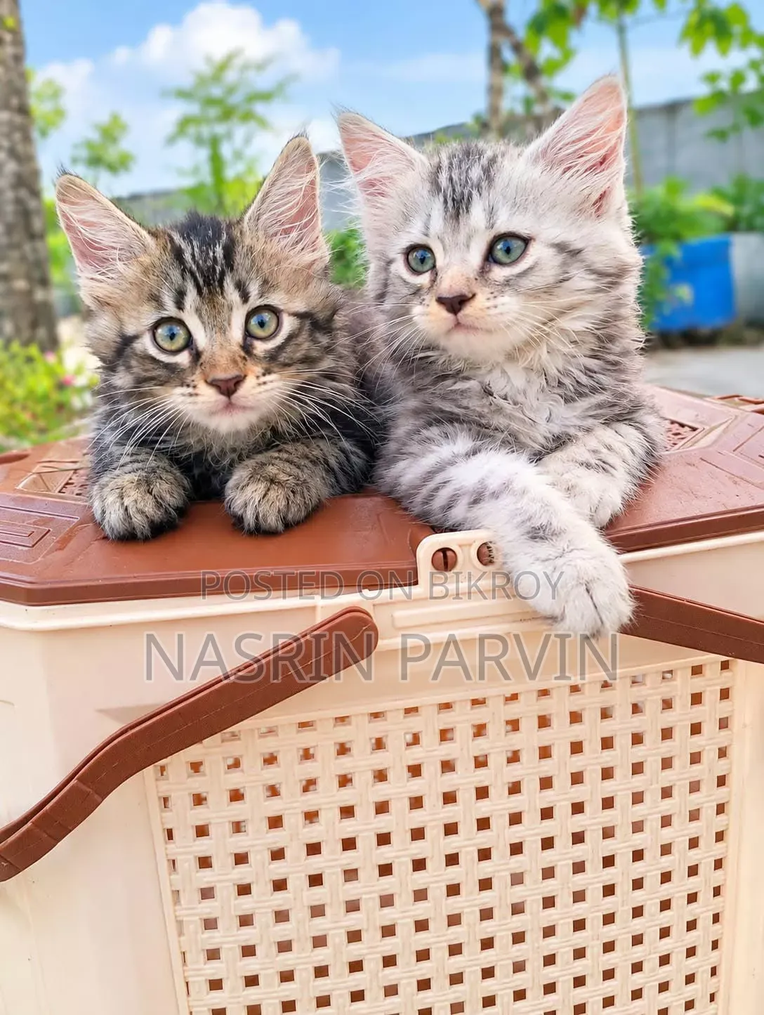 1-3 months Female Purebred Maine Coon