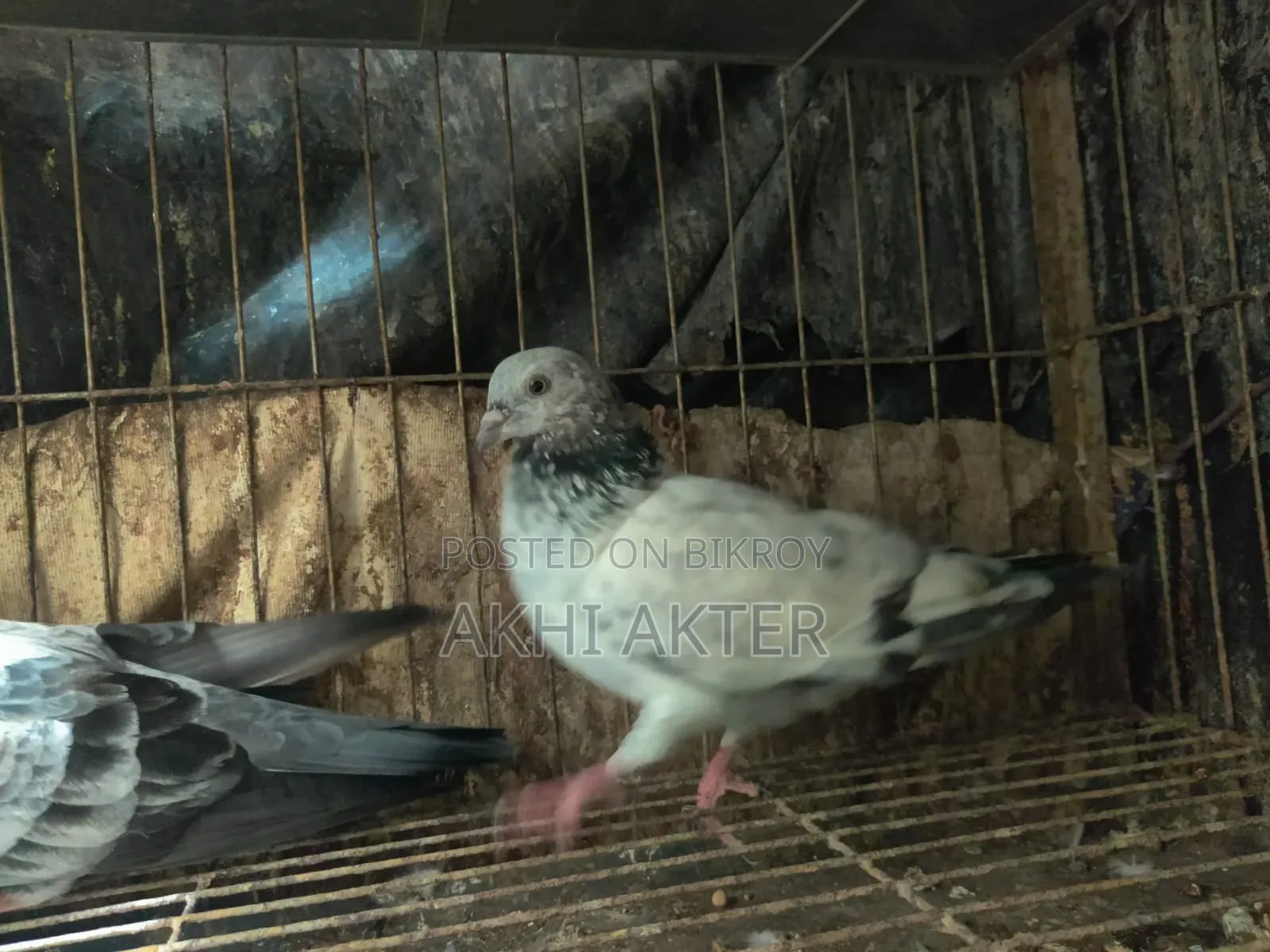 Gribaj Pigeon