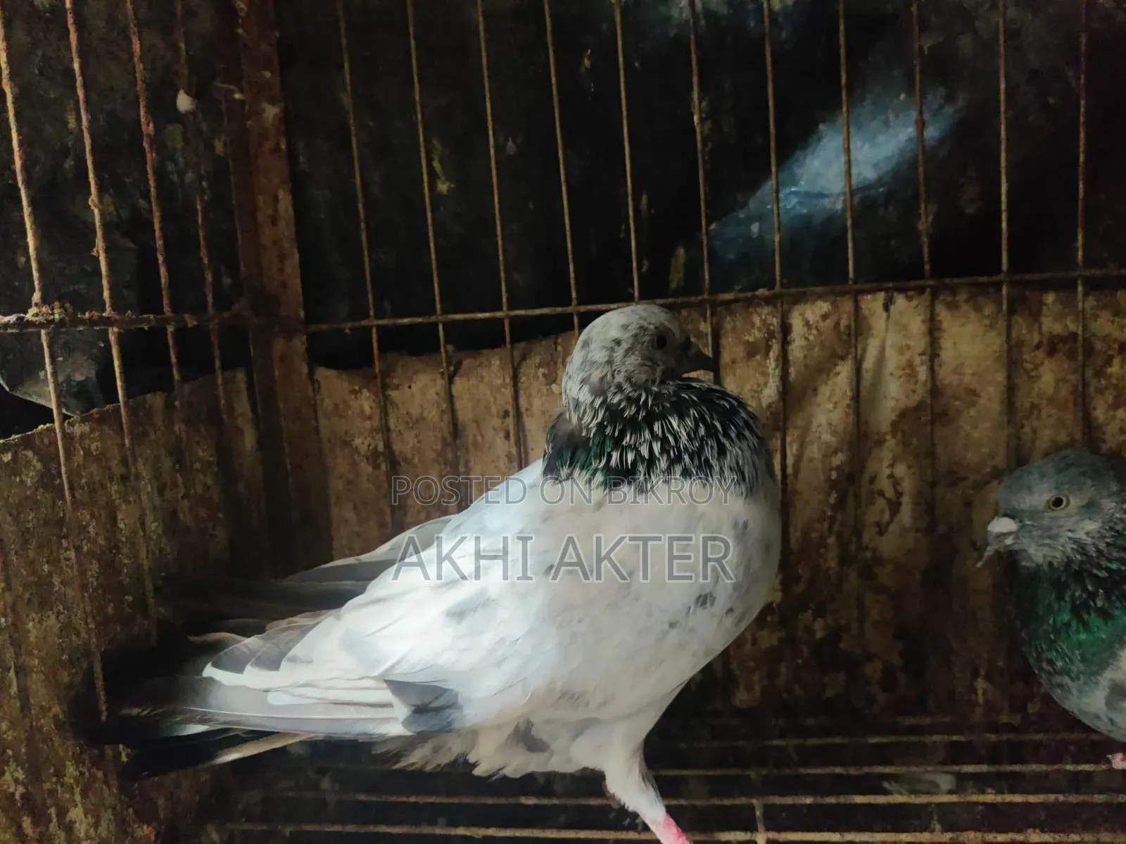 Gribaj Pigeon