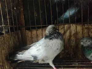 Gribaj Pigeon