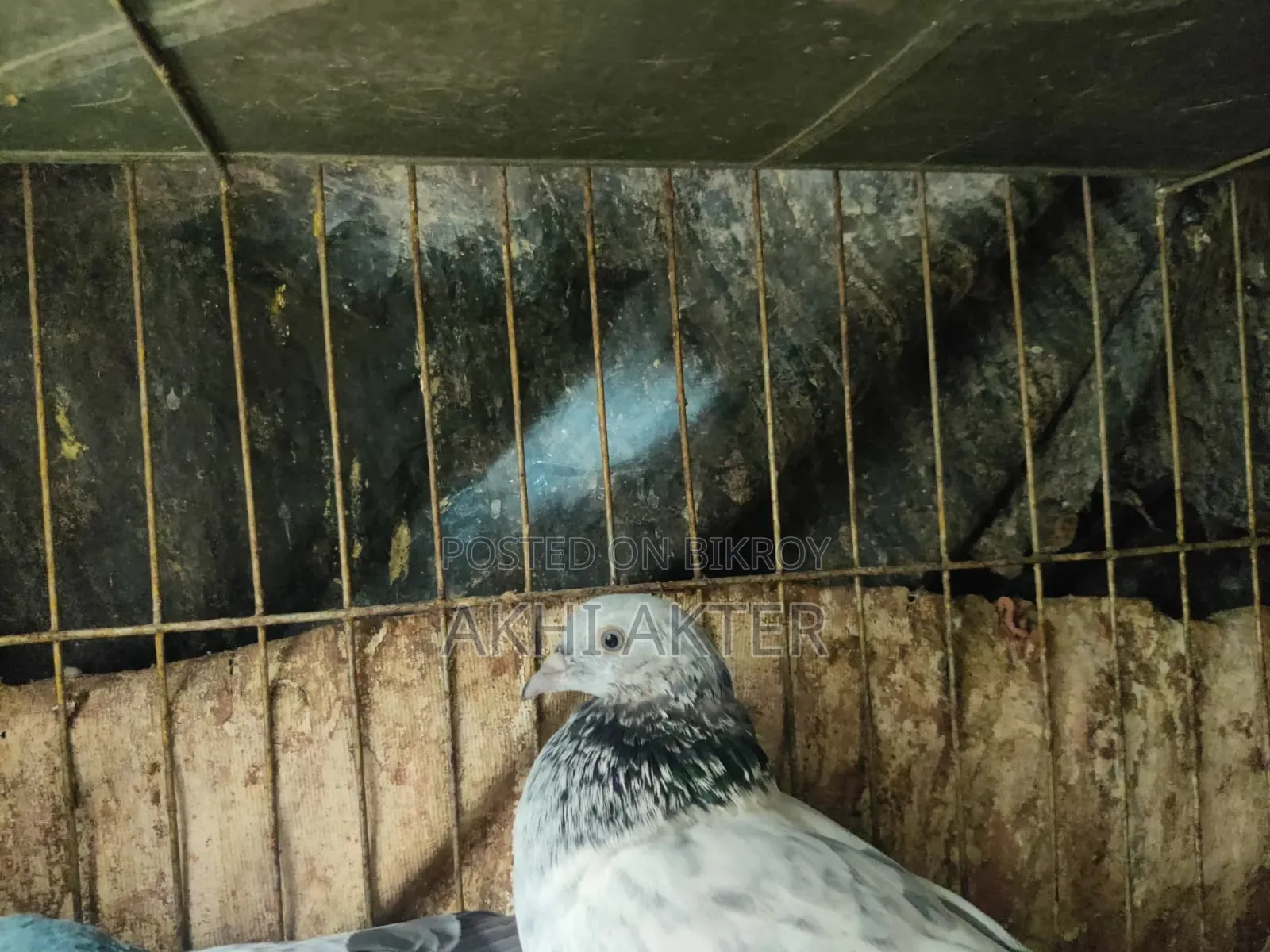 Gribaj Pigeon