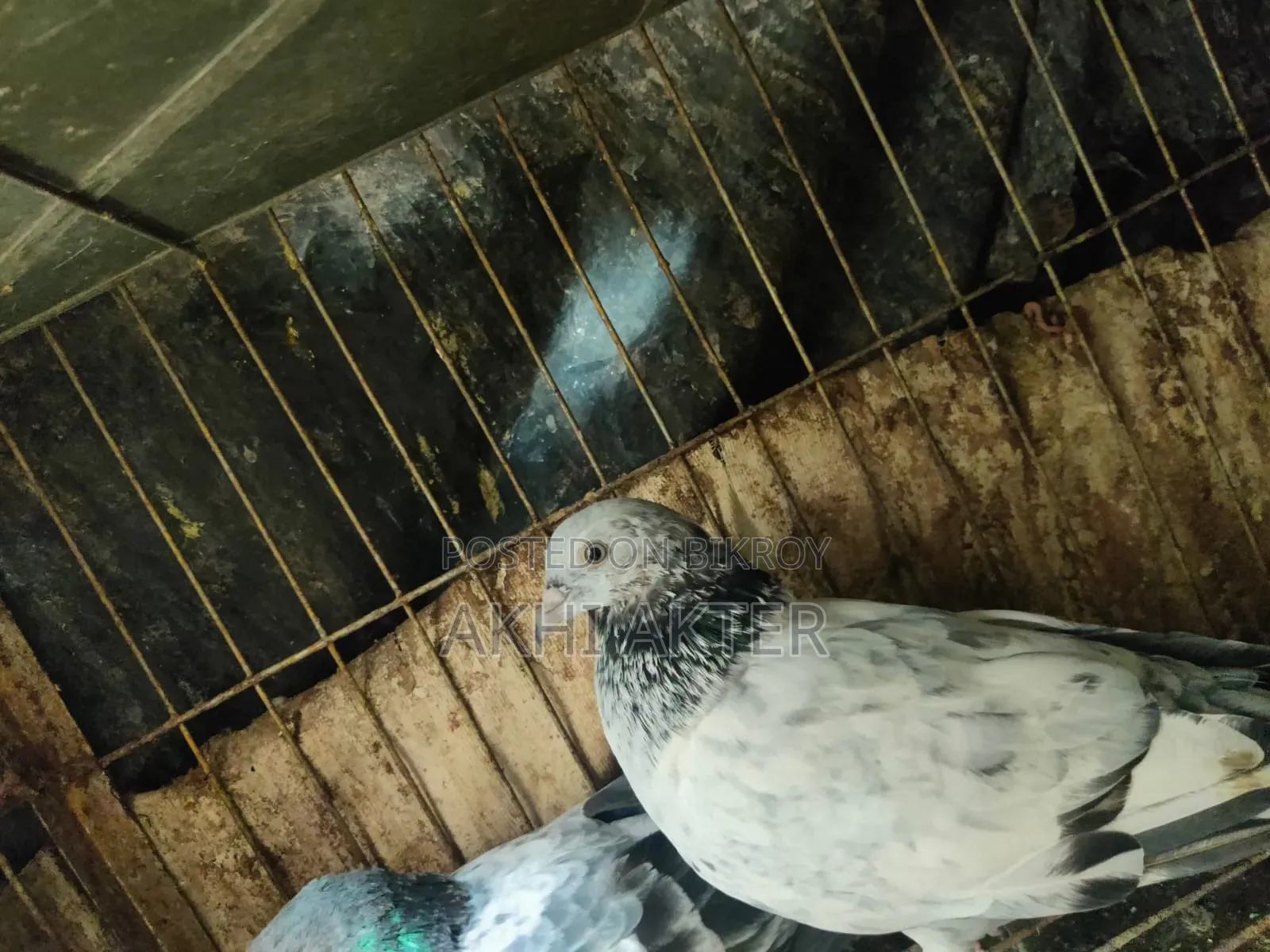 Gribaj Pigeon