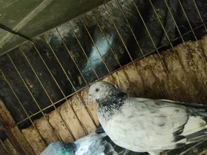 Gribaj Pigeon