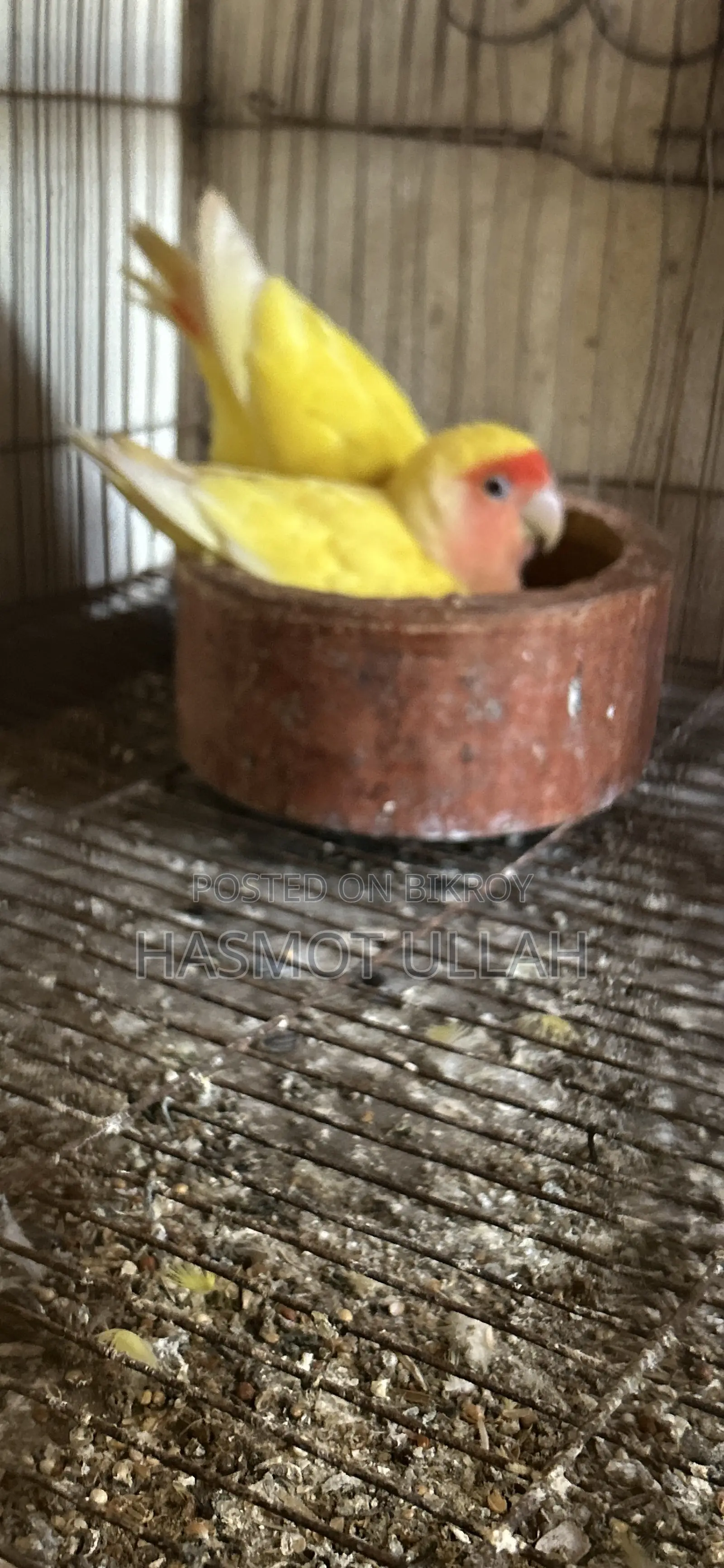 Love Bird Adult Pair