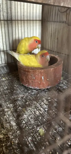 Love Bird Adult Pair