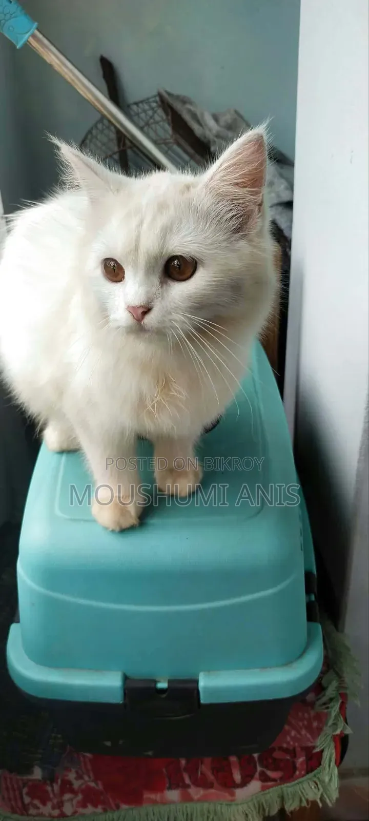6-12 Months Male Purebred Persian