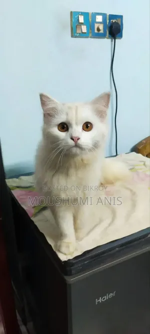 6-12 Months Male Purebred Persian Cat
