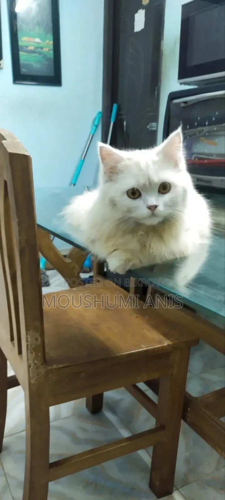 6-12 months Male Purebred Persian