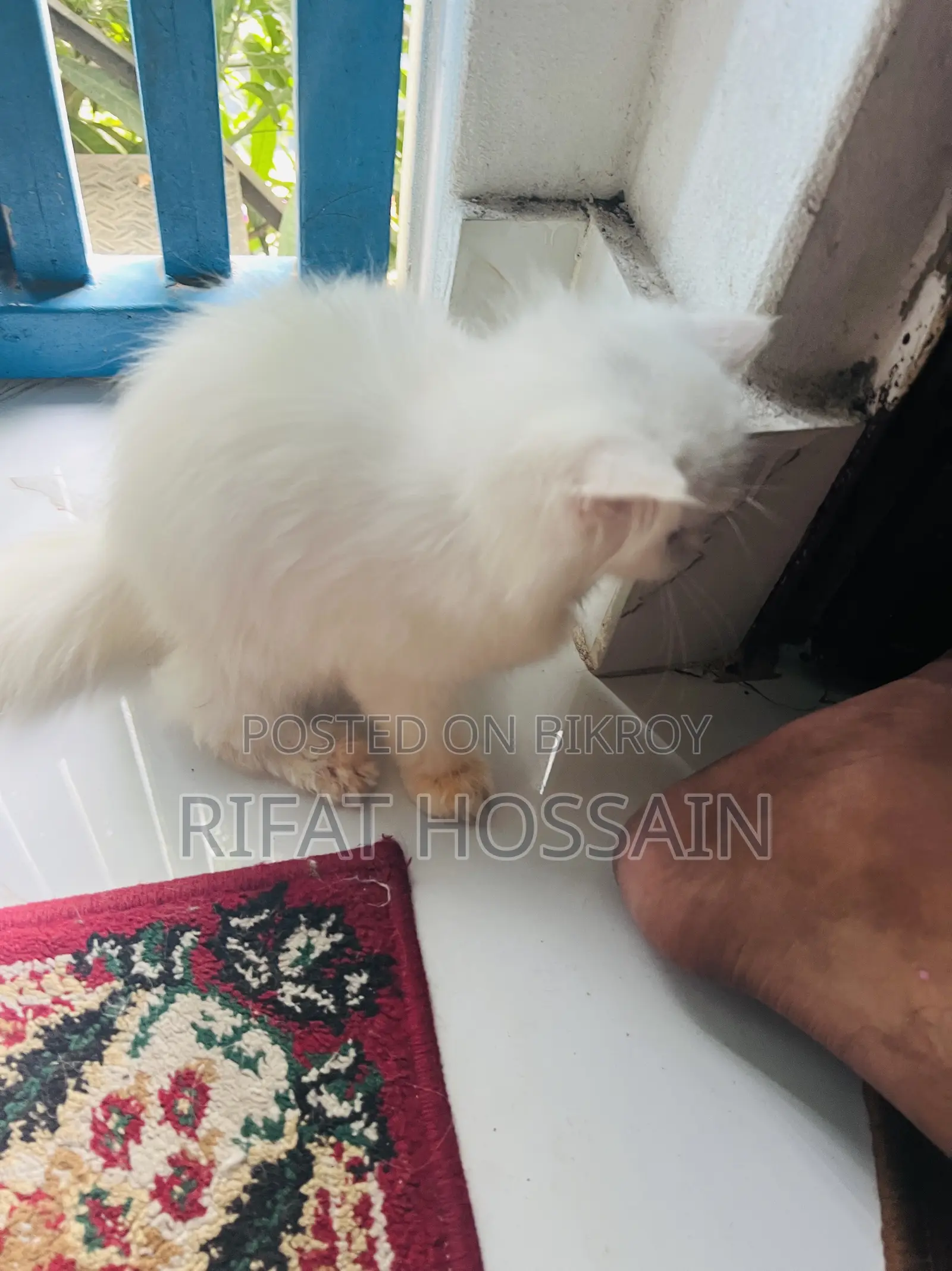 1-3 months Female Purebred Persian