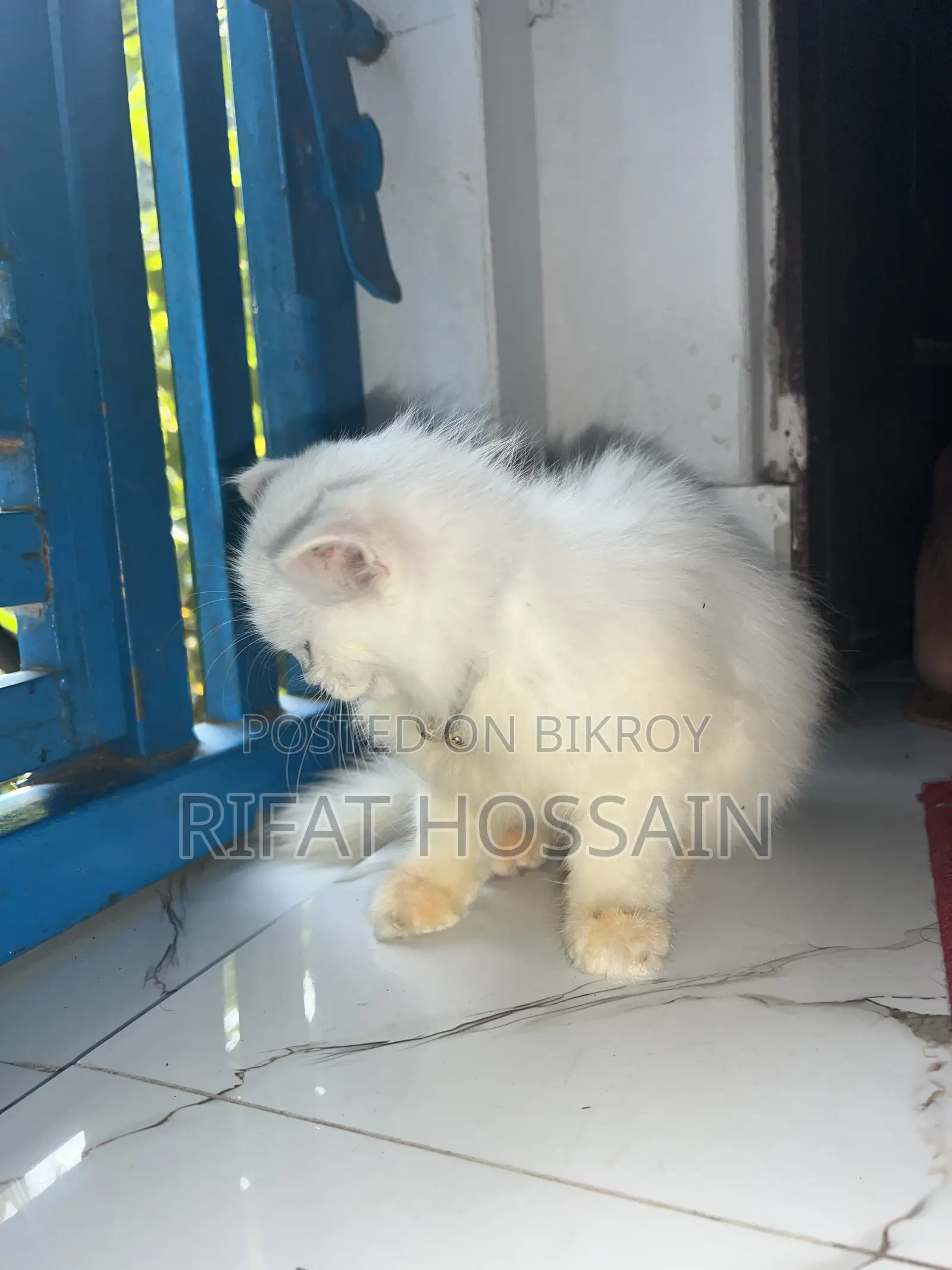 1-3 months Female Purebred Persian