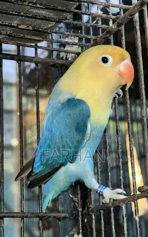 Love Bird Pair Blue