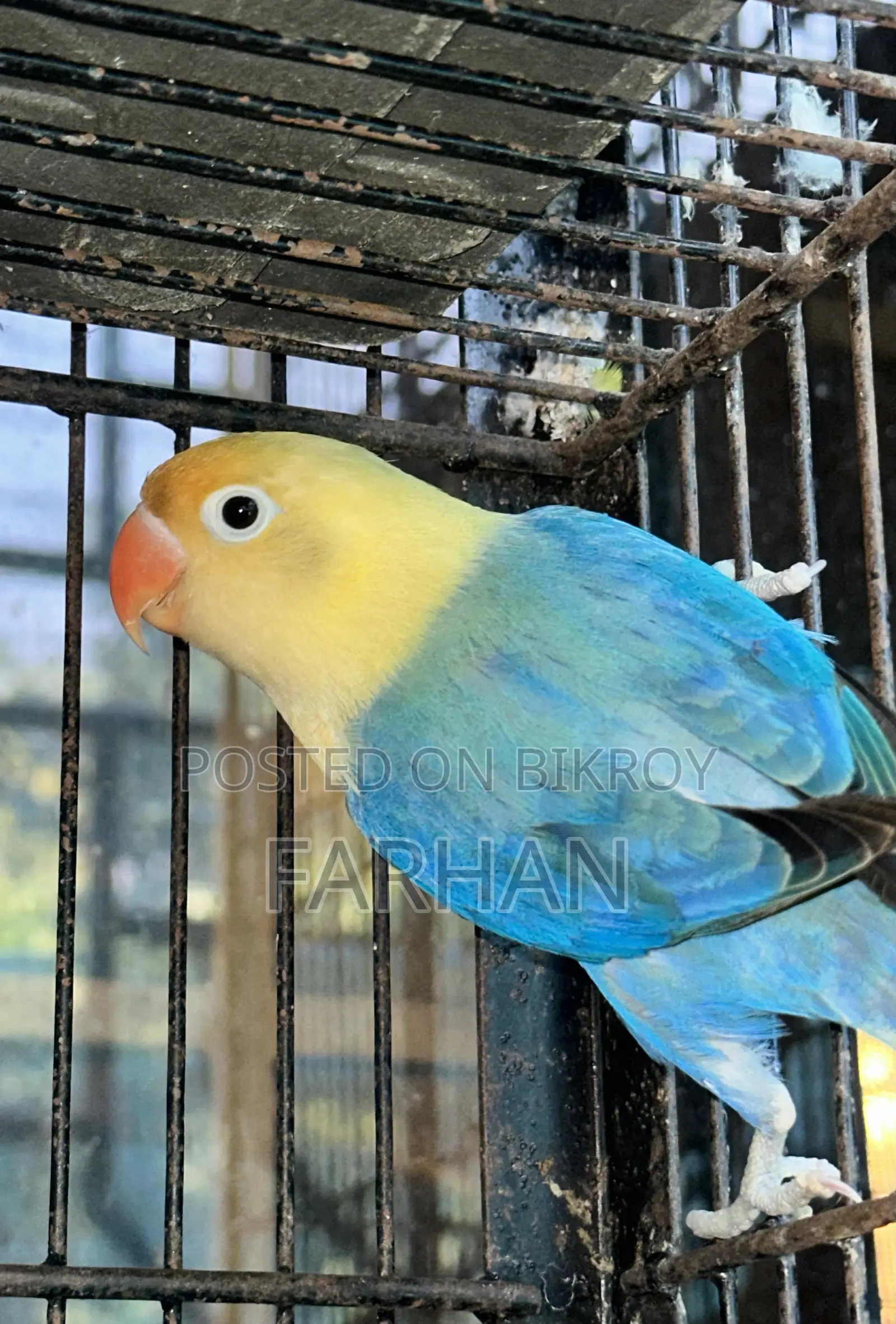 Love Bird Pair Blue