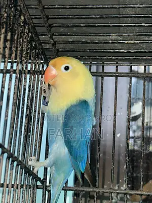 Love Bird Pair Blue