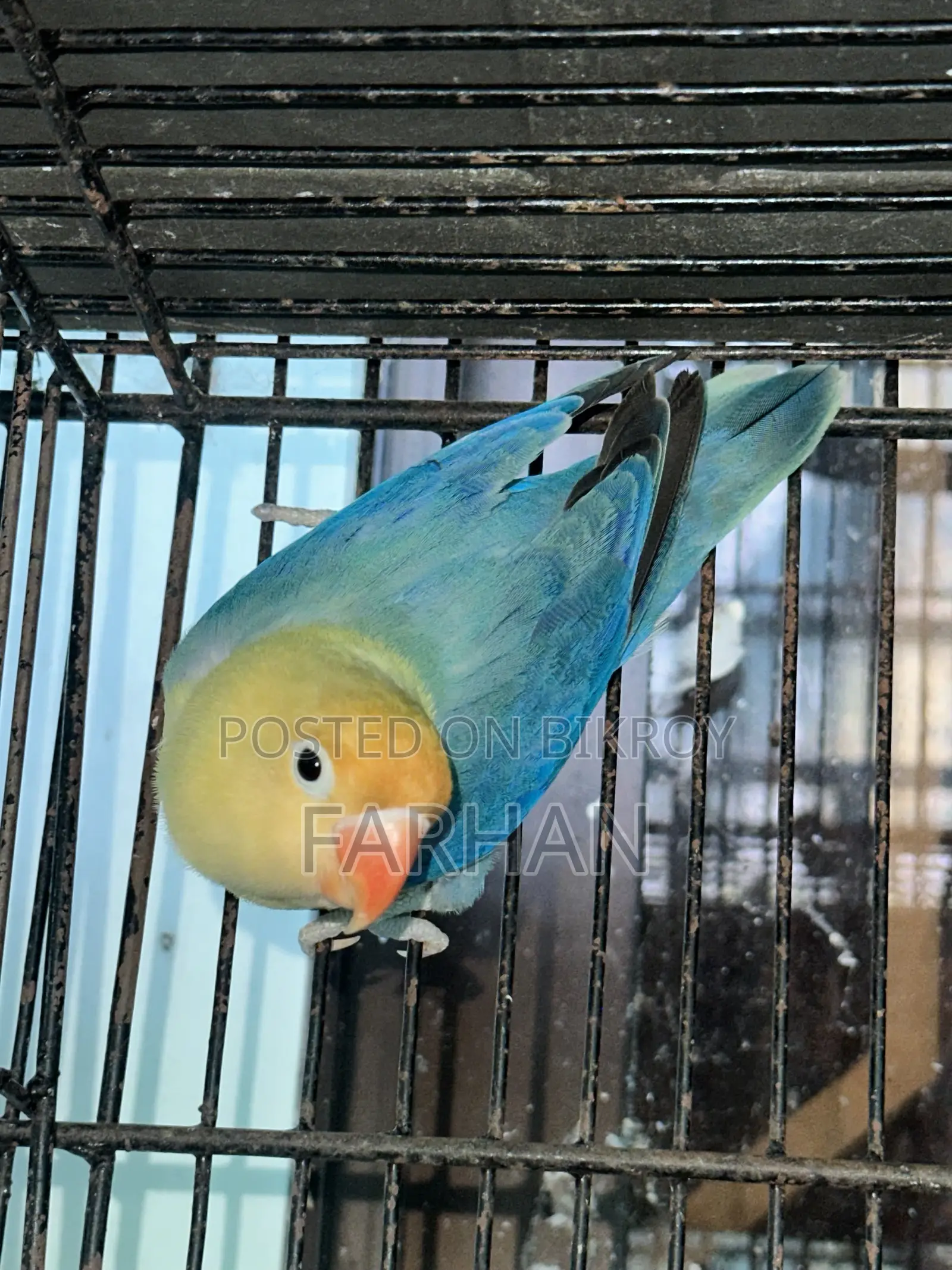 Love Bird Pair Blue